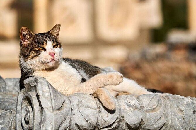 Daily Ephesus and Virgin Mary House Tour with Lunch Included - From Kusadasi pickup to Selçuk start: how the day flows