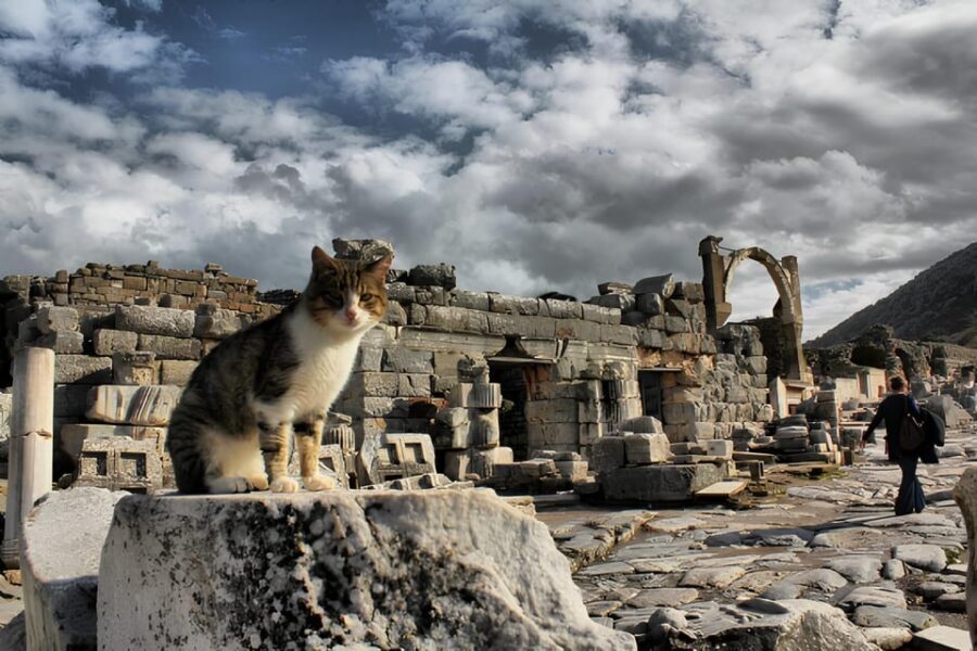 Izmir : Ephesus and Sirince Guided Tour - Ephesus Ancient City: temples, Celsus, and city-scale thinking