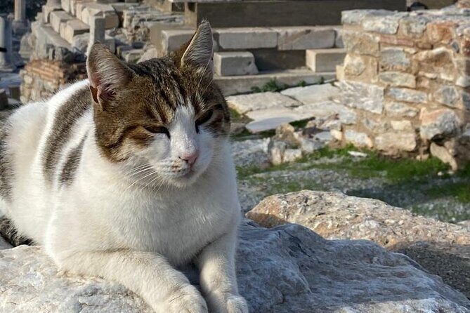 Private Ephesus and Artemis Temple Half Day Tour / On Time Return - Kusadası after the sites: marina drive and a clean finish