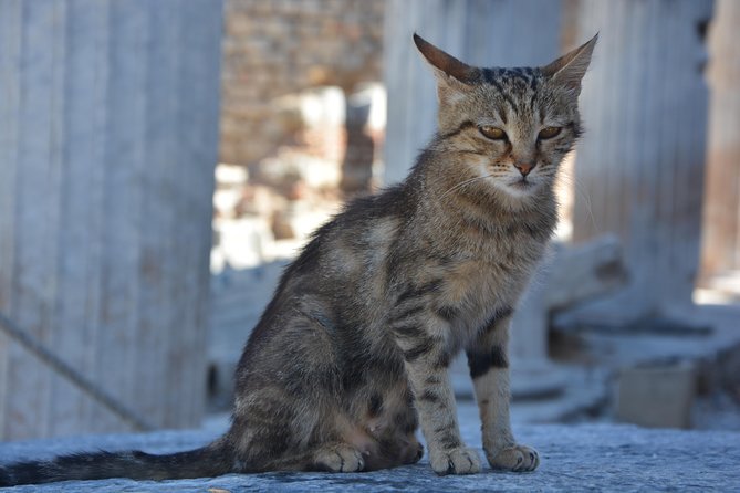 Private Ephesus Shore Excursion - Who Should Book This Ephesus Private Shore Excursion?